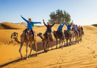 DESERT CAMEL