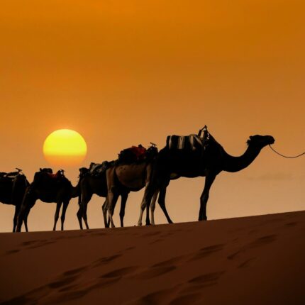 a person leading a group of camels on a sandy beach